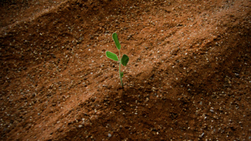 Vitarbo Next Generation Luca Zellweger Nektar Still 01